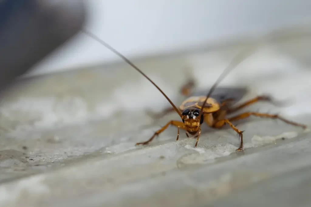 Flying Cockroach