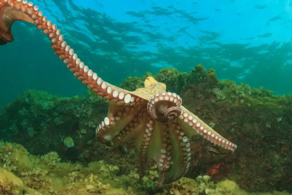 What Do Octopus Eat