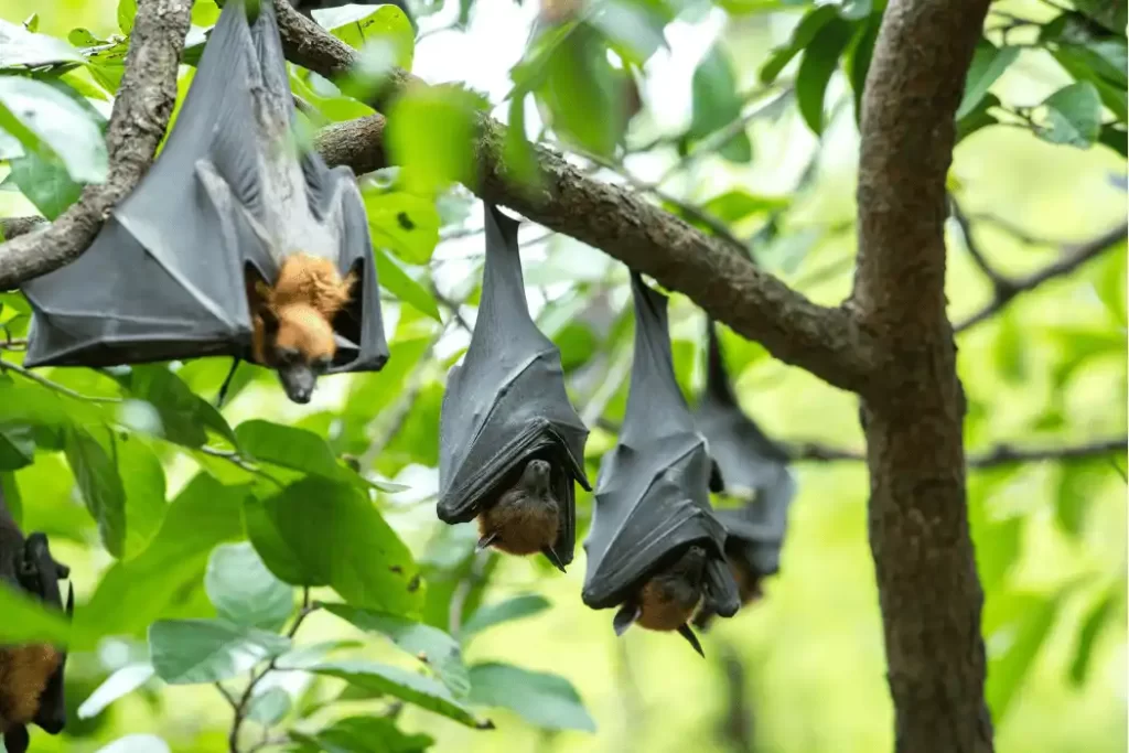 do bats hibernate 1