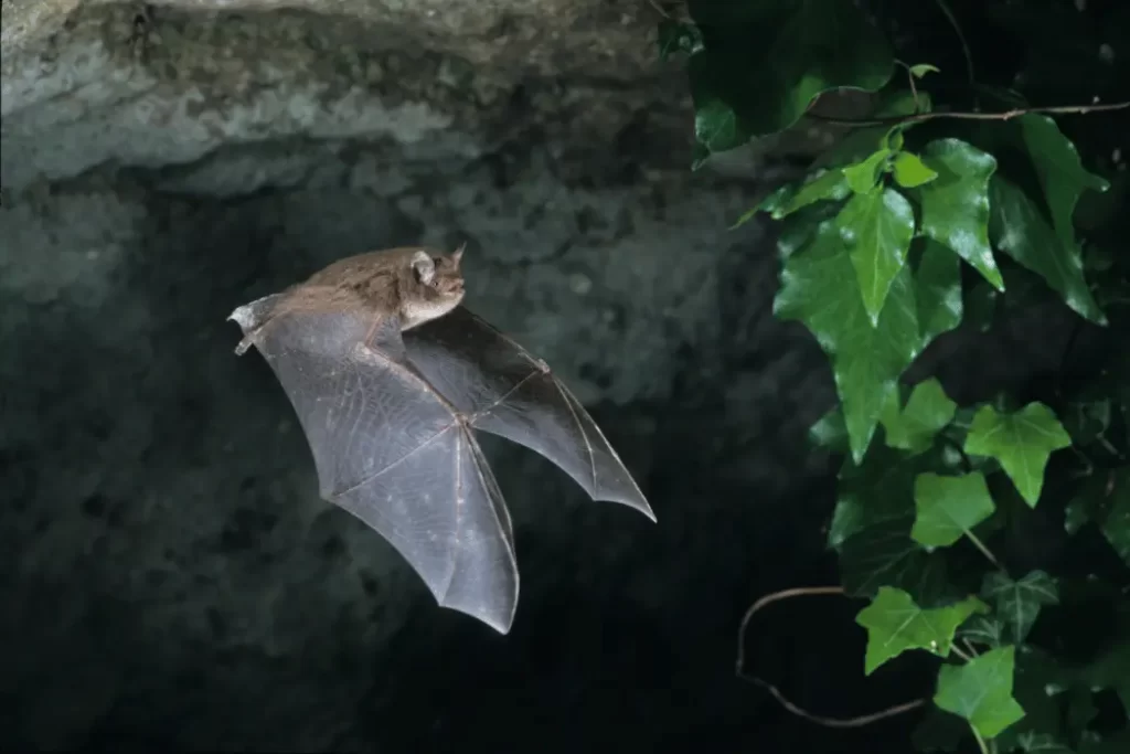 do bats hibernate