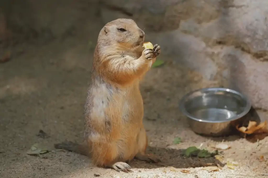 What Do Gophers Eat? Unveiling Their Dietary Preferences what do gophers eat 1