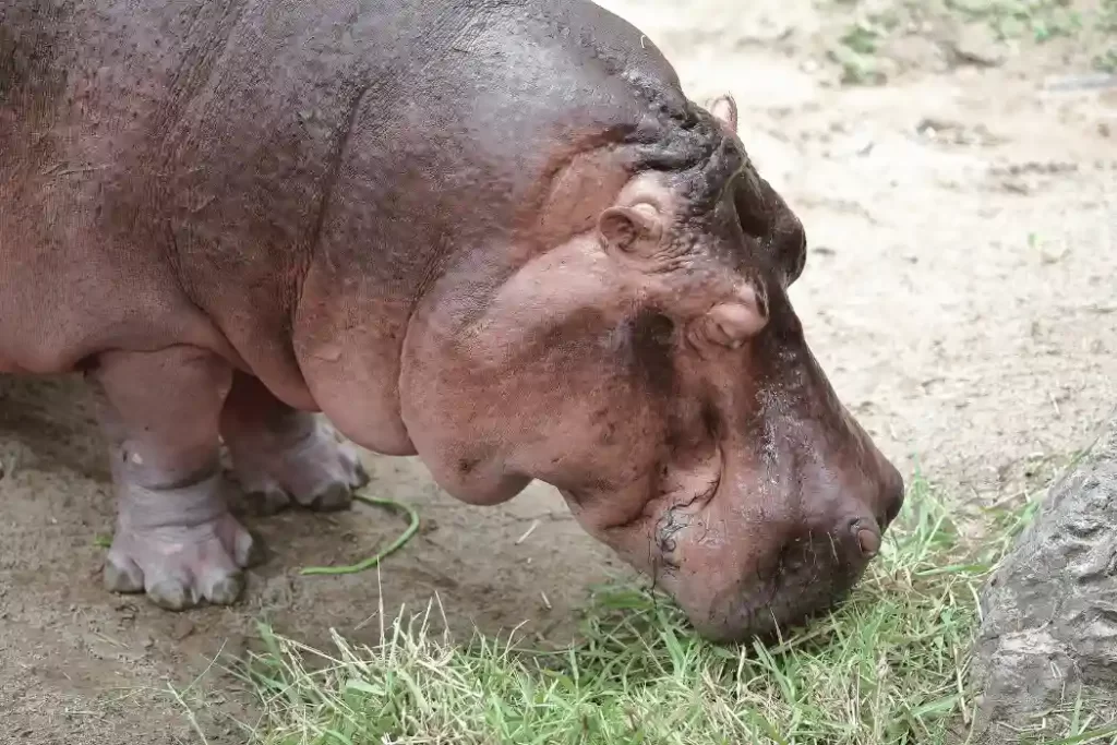 what do hippos eat 1