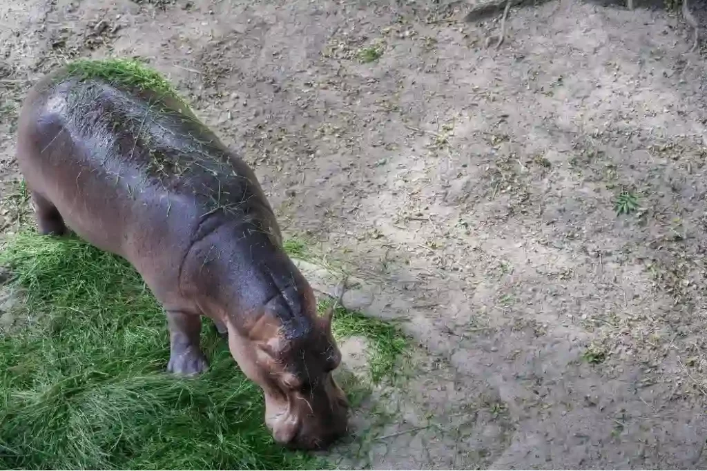 what do hippos eat