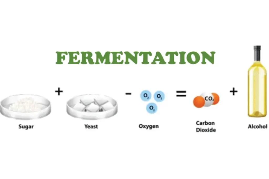 batch fermentation