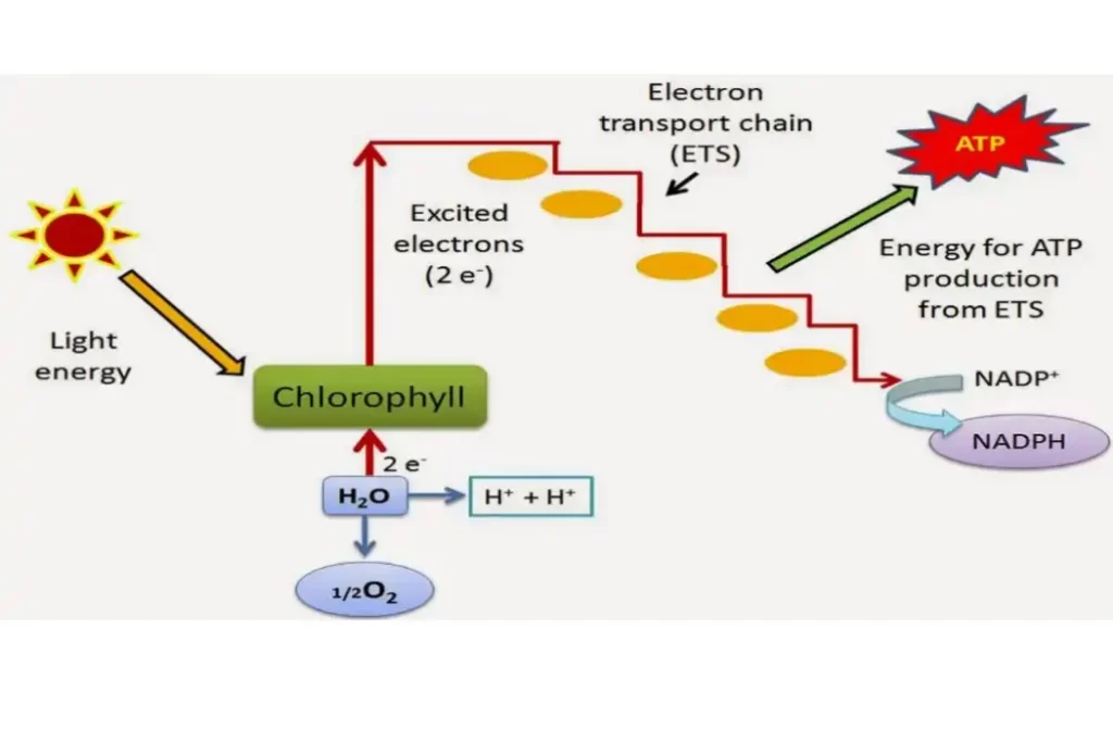 photophosphorylation