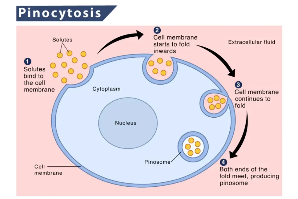 pinocytosis