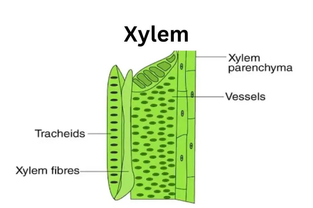 Components of Xylem 1