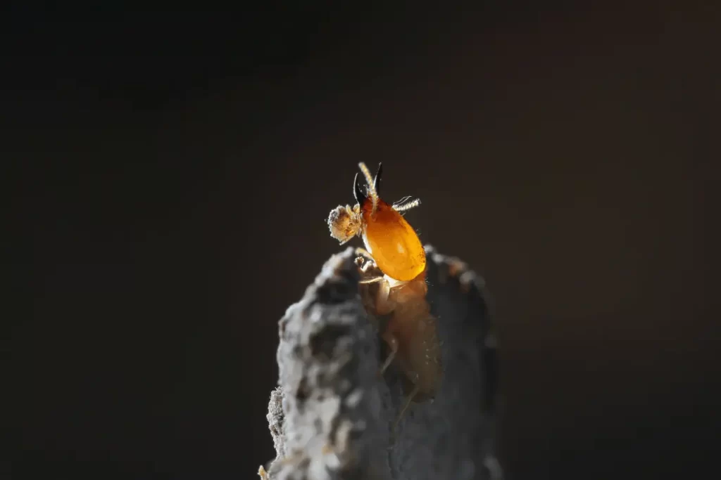 Baby Termites with Wings 1