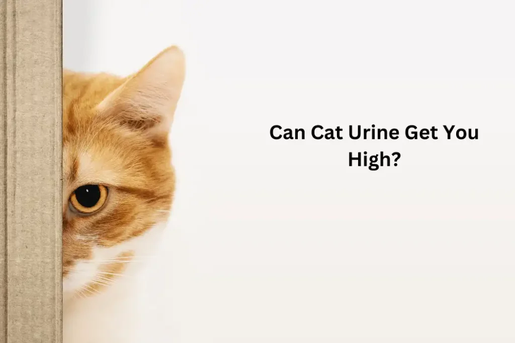Cat Urine 1