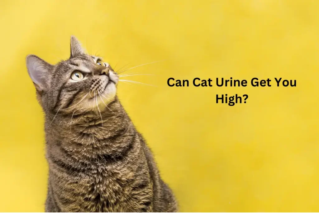 Cat Urine
